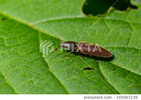 Closeup on a brown hairy clicking beetle, Athous haemorrhoidalis, sitting on a green leaf in the forrest Closeup on a brown hairy clicking beetle, Athous haemorrhoidalis, sitting on a green leaf in the forrest 105063236