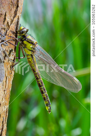 Larval dragonfly grey shell. Nymphal exuvia of Gomphus vulgatissimus. White filaments hanging out of exuvia are linings of tracheae. Exuviae, dried outer casing on blade of grass 105063262