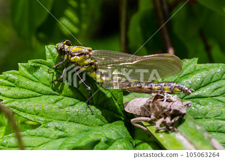 Larval dragonfly grey shell. Nymphal exuvia of Gomphus vulgatissimus. White filaments hanging out of exuvia are linings of tracheae. Exuviae, dried outer casing on blade of grass 105063264