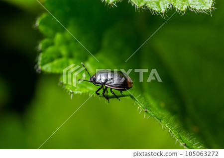 Bordered shieldbug Legnotus limbosus on nettle. Small black and white true bug in the family Cydnidae, seen head on showing white edges of corium 105063272
