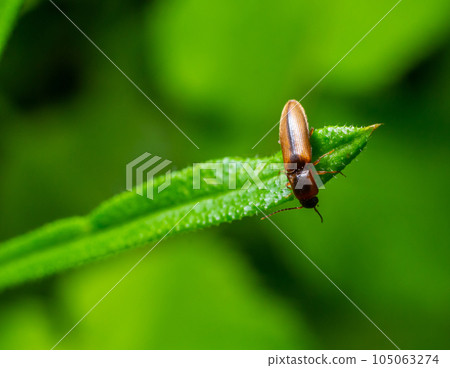 Closeup on a brown hairy clicking beetle, Athous haemorrhoidalis, sitting on a green leaf in the forrest 105063274