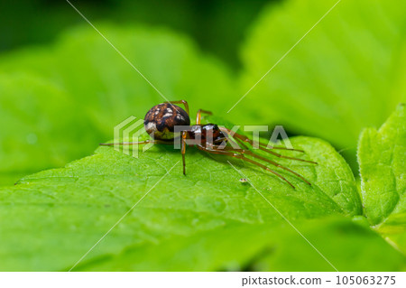 macro shot of Metellina spider on tip of green leaf, wildlife in natural environment 105063275