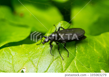 Bibio marci is a fly from the family Bibionidae called March flies and lovebugs. Larvae of this insects live in soil and damaged plant roots 105063279