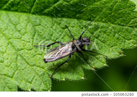 Bibio marci is a fly from the family Bibionidae called March flies and lovebugs. Larvae of this insects live in soil and damaged plant roots 105063280
