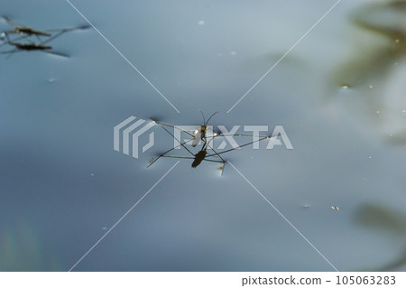 Insect Gerris lacustris, known as common pond skater or common water strider is a species of water strider, found in Europe have ability to move quickly on the water surface and have hydrophobic legs 105063283