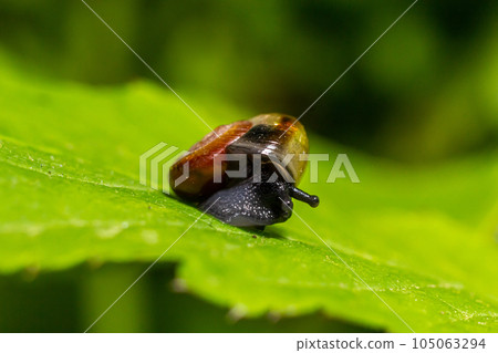 Oxychilus alliarius , commonly known as the garlic snail or garlic glass-snail 105063294
