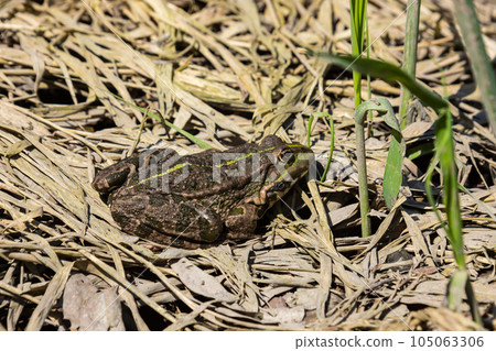 Frog Rana ridibunda pelophylax ridibundus sits on stones on the shore of garden pond. Blurred background. Selective focus. Spring landscaped garden. Natural habitat. Nature concept for design 105063306