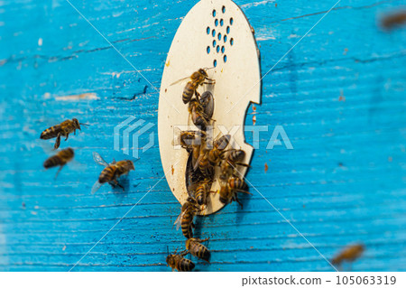 Group of bees near a beehive, in flight. Wooden beehive and bees. Bees fly out and fly into the round entrance of a wooden vintage beehive in an apiary close up view Group of bees near a beehive, in flight. Wooden beehive and bees. Bees fly out and fly into the round entrance of a wooden vintage beehive in an apiary close up view 105063319