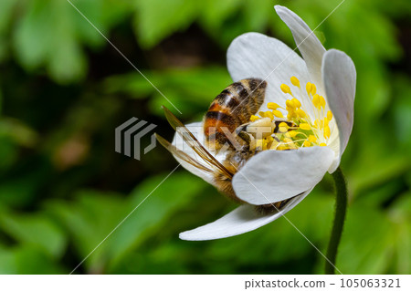 Bee, Western honey bee - Apis mellifera, with pollen sits on the flower of wood anemone Bee, Western honey bee - Apis mellifera, with pollen sits on the flower of wood anemone 105063321