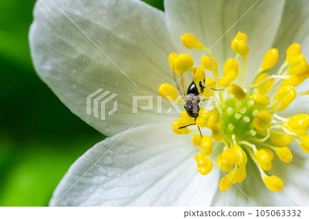 close up photo of hylaeus or bee on the White flower with green leaves in the garden close up photo of hylaeus or bee on the White flower with green leaves in the garden 105063332