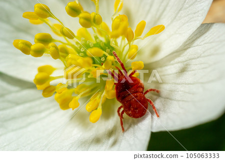 Close up macro Red velvet mite or Trombidiidae in natural environment on a white anemone flower Close up macro Red velvet mite or Trombidiidae in natural environment on a white anemone flower 105063333