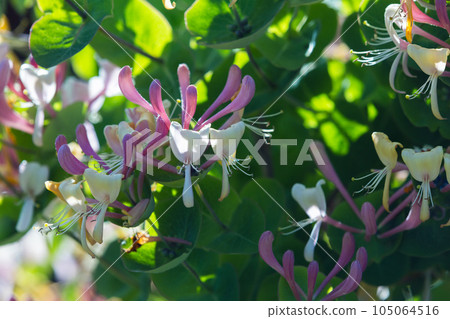 Flowers of Lonicera caprifolium on a sunny day 105064516