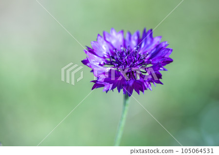 Cornflower over blurred green background, macro photo 105064531