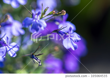 Blue flowers of Lobelia erinus, macro photo Blue flowers of Lobelia erinus, macro photo 105064535