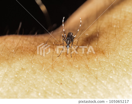 [Insect] Blood-sucking Aedes albopictus Mosquito 105065217