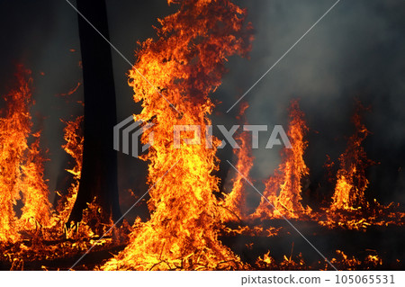 Forest fire. La Palma. California. Forest fire in progress. Wildfire. Large flames of forest fire. Incendio forestal. La Palma. Puntagorda. Tijarafe. Spain. Caldera de Taburiente National Park. Turkey 105065531