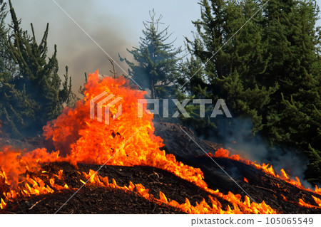 Forest fire. La Palma. California. Forest fire in progress. Wildfire. Large flames of forest fire. Incendio forestal. La Palma. Puntagorda. Tijarafe. Spain. Caldera de Taburiente National Park. Turkey 105065549