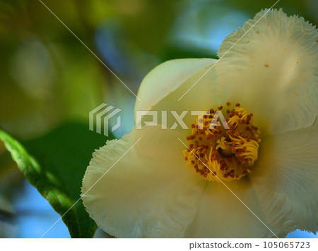 白山茶(夏山茶)花在六月盛開 白山茶(夏山茶)花在六月盛開 105065723