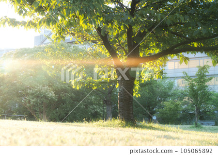 tree in the sun tree in the sun 105065892