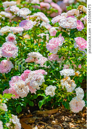 岩見澤公園玫瑰園風景 105066475