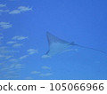 A herd led by a manta ray 105066966