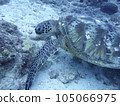 Sea turtle 105066975