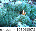 Clown anemonefish 105066978