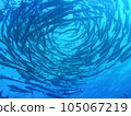 Barracuda's Tornado 105067219
