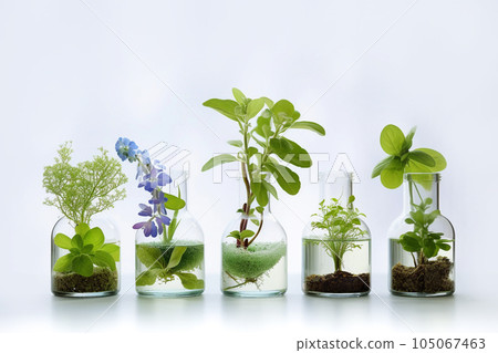 Alternative treatment setup with essential oil, herbs and flowers on white. 105067463