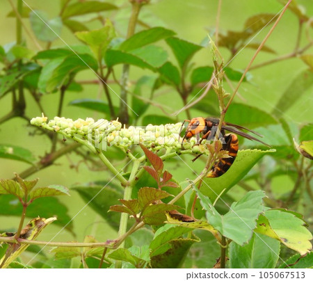 "Giant hornet" that came to Yabugarashi "Giant hornet" that came to Yabugarashi 105067513
