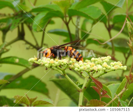 "Giant hornet" that came to Yabugarashi 105067515