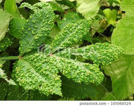 努爾德葉子上的疣狀蠕蟲 105068529