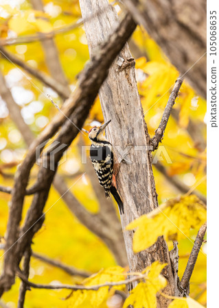 Great spotted woodpecker on the shores of Lake Akan, Hokkaido 105068635
