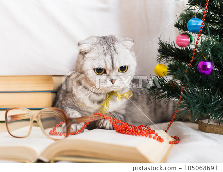 Cat sits under the Christmas tree with books and glasses Cat sits under the Christmas tree with books and glasses 105068691