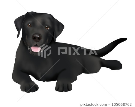 Labrador retriever whole body black Labrador retriever whole body black 105068762