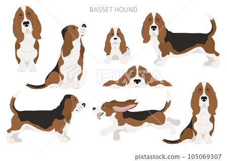 Basset hound clipart. Different coat colors and poses set 105069307