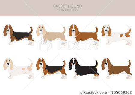 Basset hound clipart. Different coat colors and poses set Basset hound clipart. Different coat colors and poses set 105069308