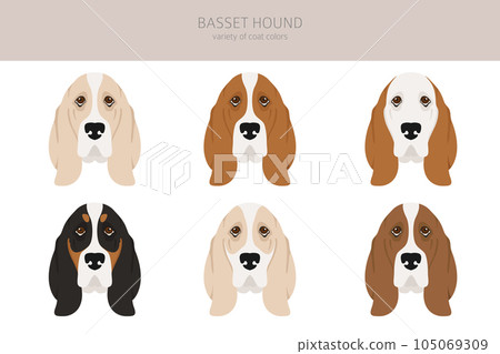 Basset hound clipart. Different coat colors and poses set Basset hound clipart. Different coat colors and poses set 105069309