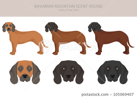 Bavarian mountain scent hound clipart. Different coat colors and poses set 105069407
