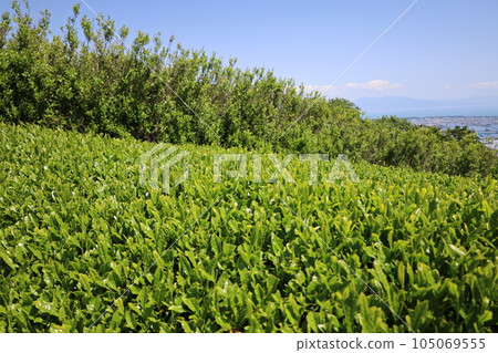 Spring Shizuoka Nihondaira tea plantation 105069555