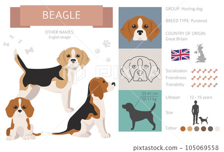 Beagle infographic. Different poses, Beagle puppy 105069558