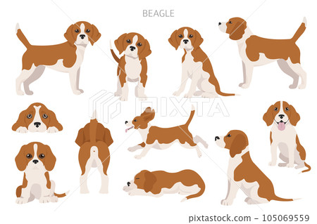 Beagle infographic. Different poses, Beagle puppy Beagle infographic. Different poses, Beagle puppy 105069559