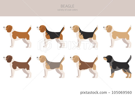 Beagle clipart. Different coat colors set 105069560