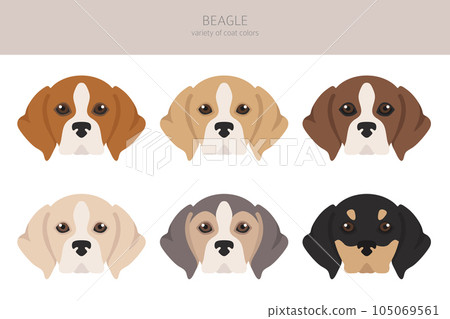 Beagle clipart. Different coat colors set 105069561