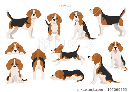 Beagle infographic. Different poses, Beagle puppy 105069563