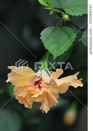 Tropical flowers that color summer 105069597