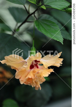 Tropical flowers that color summer 105069598