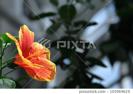 為夏天增添色彩的熱帶花卉 105069629