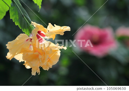 為夏天增添色彩的熱帶花卉 為夏天增添色彩的熱帶花卉 105069630