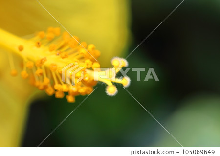 Tropical flowers that color summer Tropical flowers that color summer 105069649